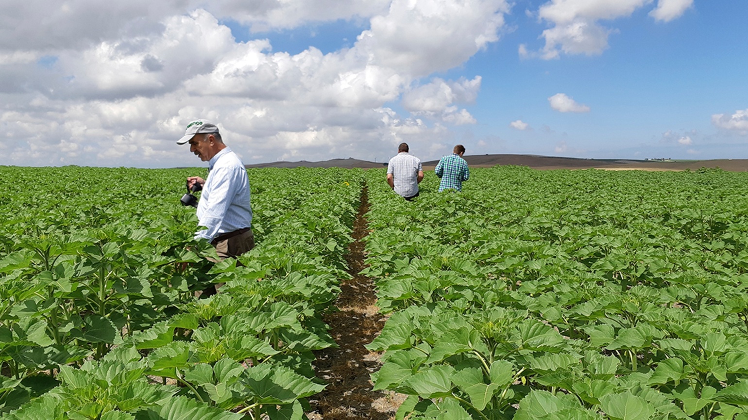 El origen del girasol Clearfield y su evolución