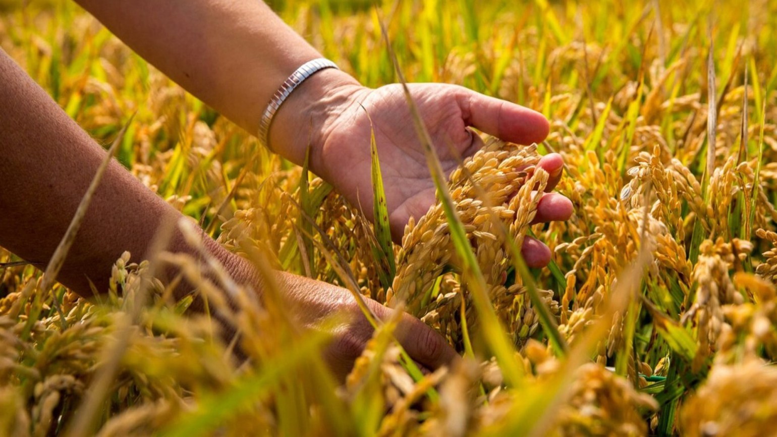 cosecha de arroz